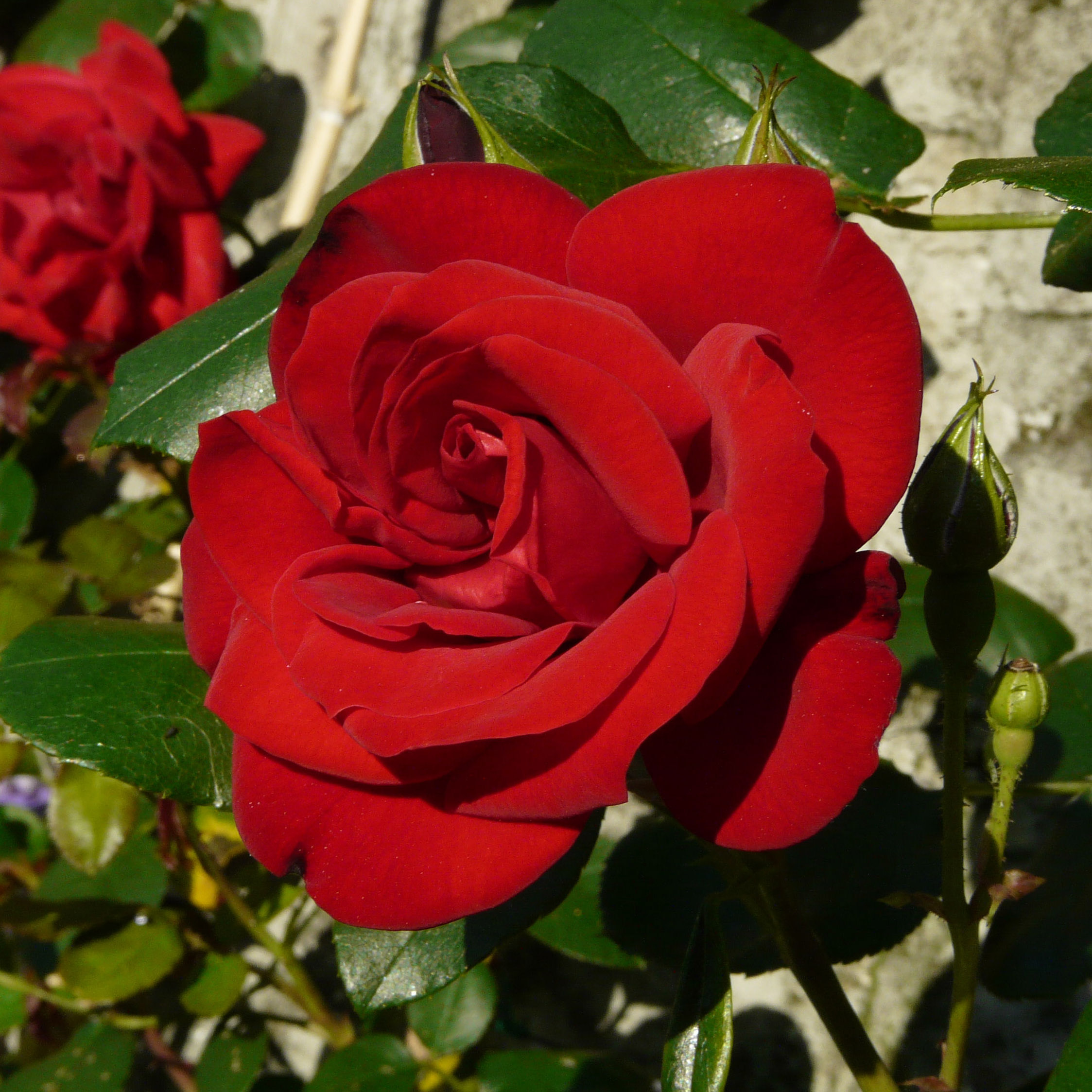 Роза чайно-гибридная Ена Харкнесс v7 Tim 