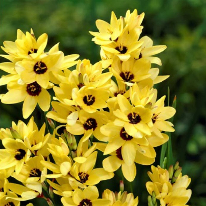 Луковица Иксия гибридная Мейбл 10шт. Поиск 