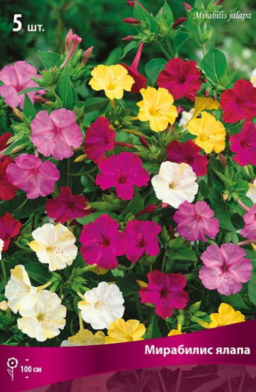 Корневище Мирабилис ялапа  Смесь окрасок 5шт. Поиск 