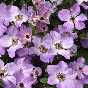 Клематис Morning Sky C2 CL 