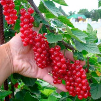 Смородина красная Гиганта v2 Tim по цене  Смородина красная Гиганта v2 Tim