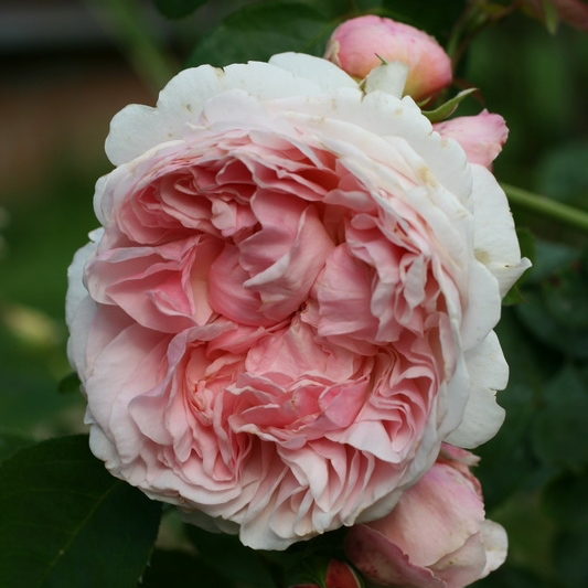 Роза английская Сейнт Свизан v6 