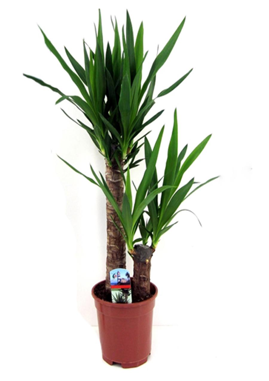 Юкка 2 ст d21 h90 