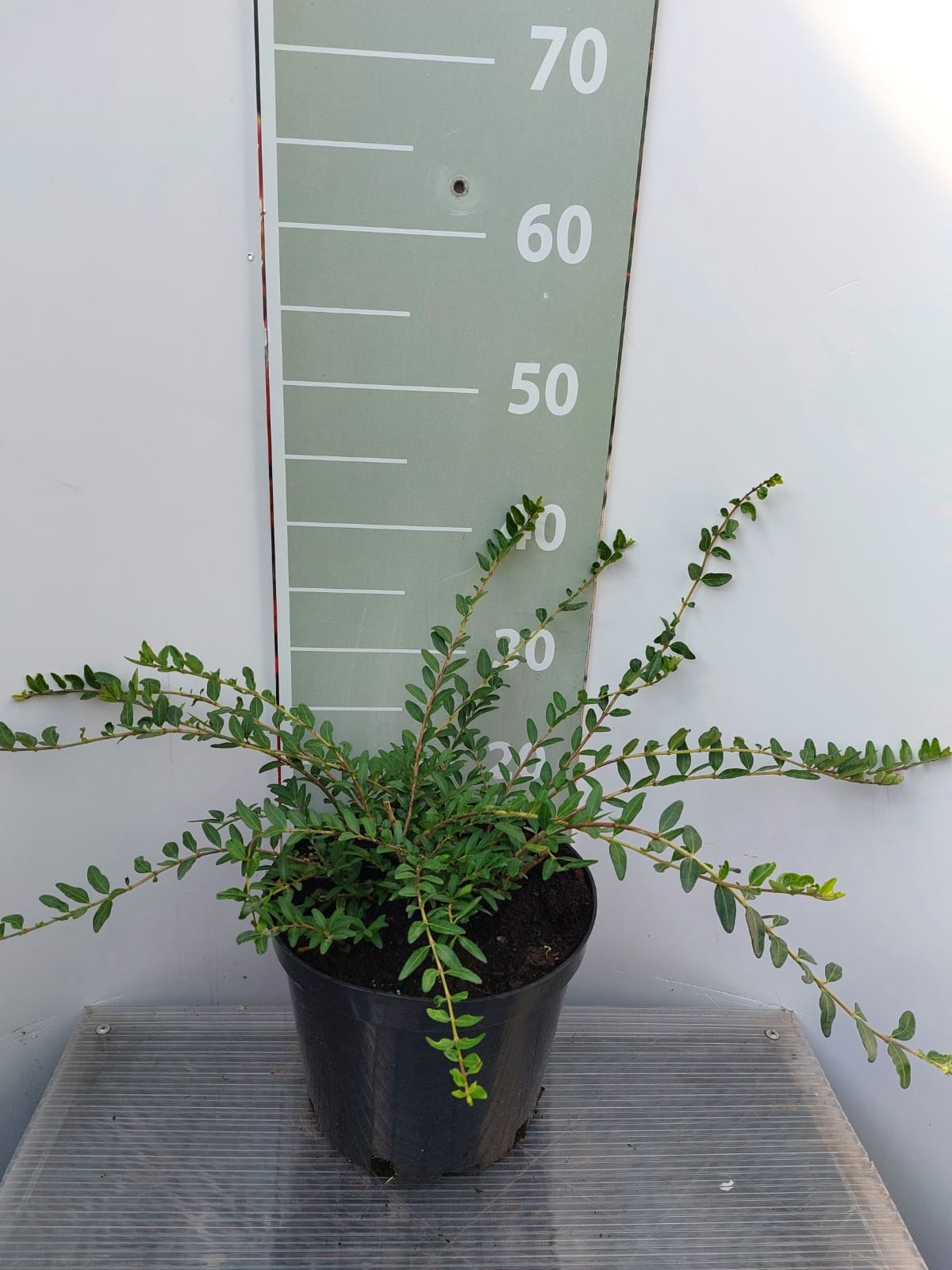 Жимолость шапочная v2 Lav 