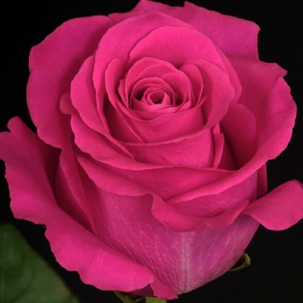 Роза чайно-гибридная Пинк Флойд v5 Lav 