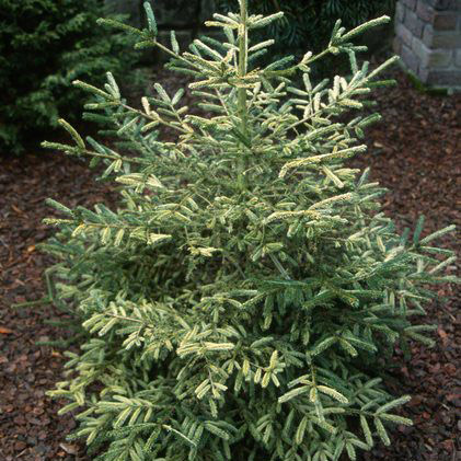 Ель восточная Салфер флаш 50-60 