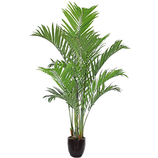 Дипсис лютесценс Арека d27 h130 