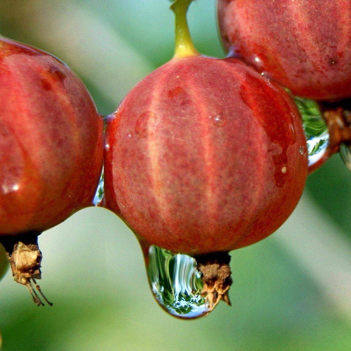 Крыжовник Красный Крупный красн v5 Tim по цене  Крыжовник Красный Крупный красн v5 Tim