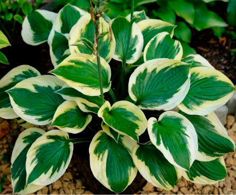 Я_Хоста Твайлайт Tim 