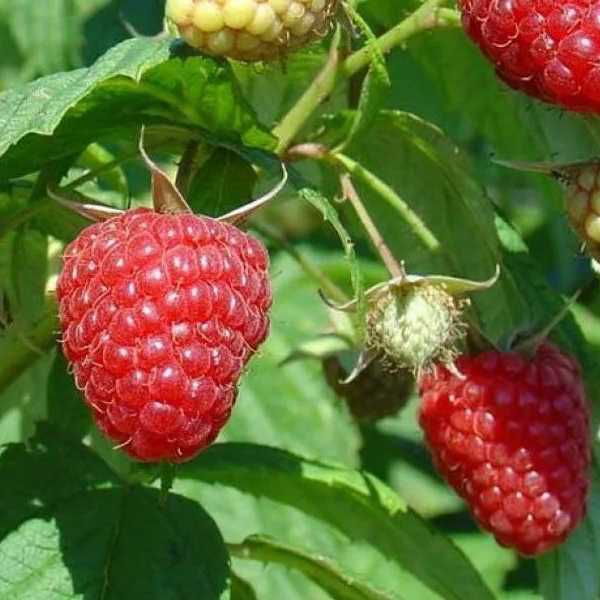 Малина Тадмор красная в коробке Tim 