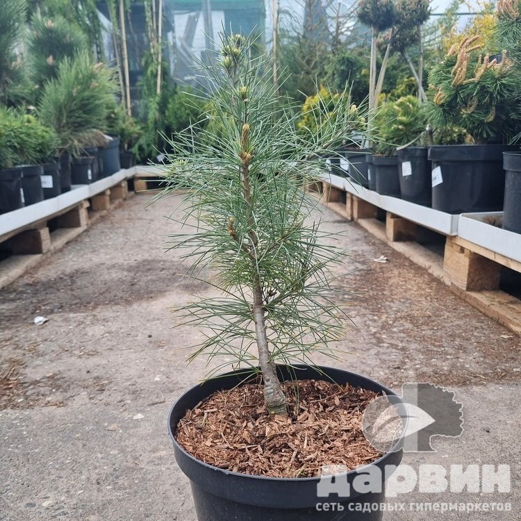 Сосна веймутова Блю Кловерс 30-40 cm cont. 4,0L Mt 