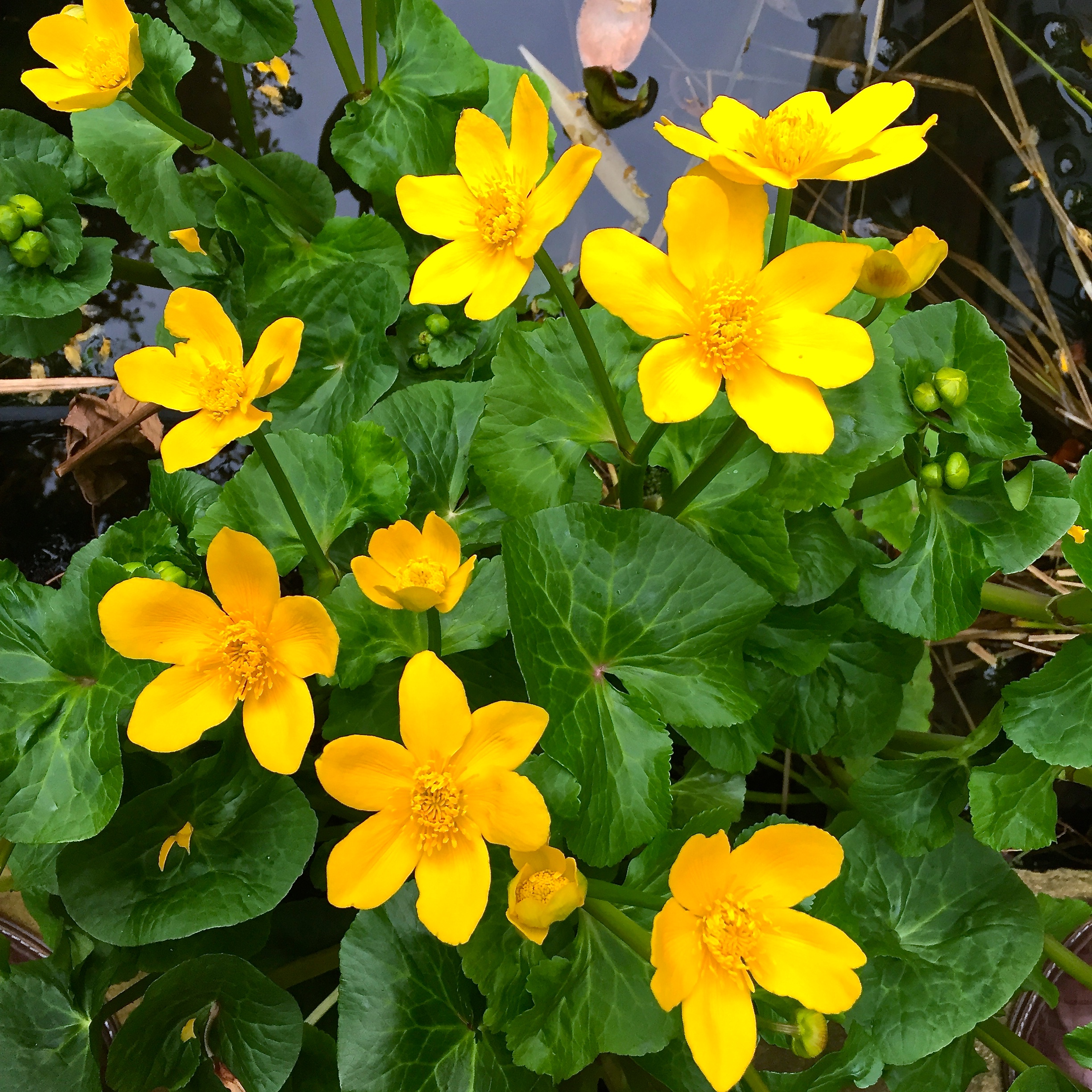 Фото болотных цветов. Калужница Болотная. Калужница (Caltha). Калужница Caltha polypetala. Калужница Caltha palustris.