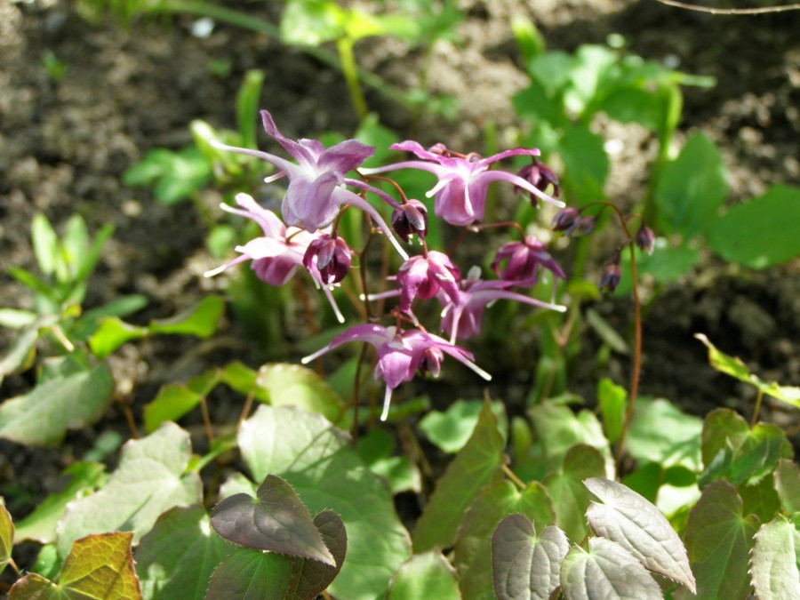 Горянка pink champagne. Горянка пинк эльф. Горянка отзывы. Эпимедиум горянка крупноцветковая. Горянка рубрум.