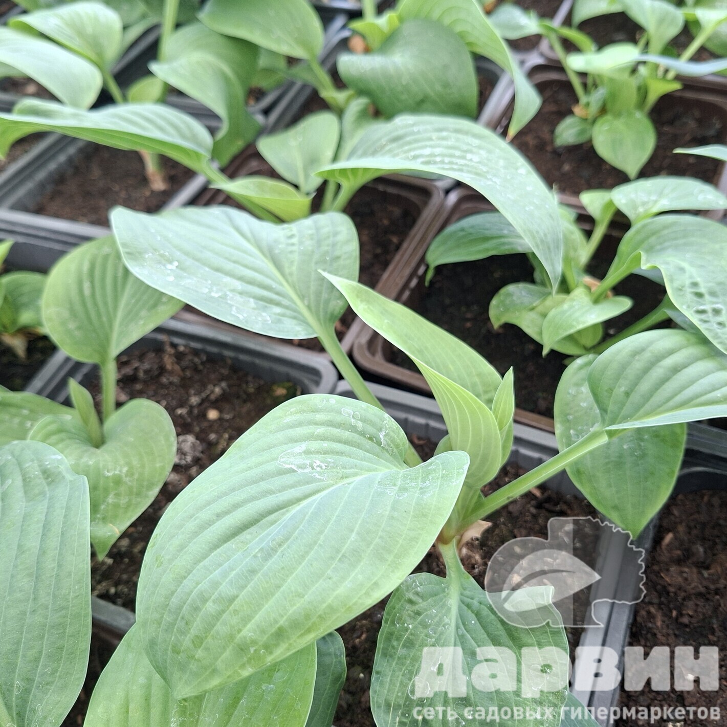 Хоста Ти Рекс v2 Tim 