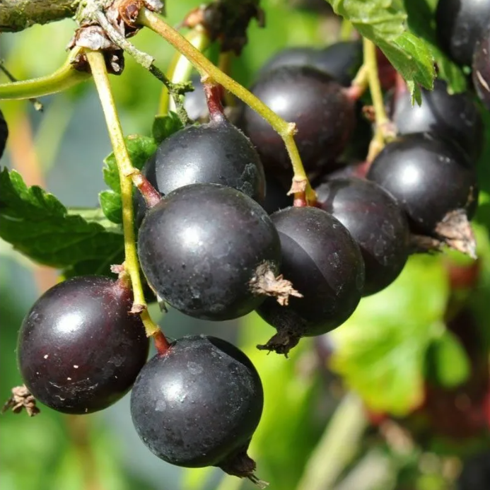 Йошта c2 h20-40 