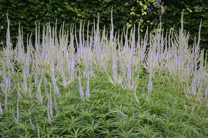 Вероникаструм виргинский Лавенделтурм, С3, ЦО 