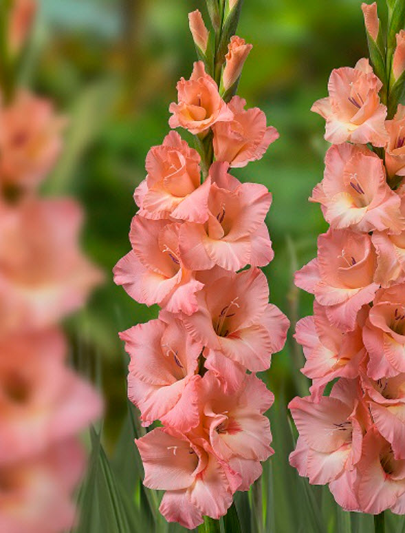 Луковица Гладиолус крупноцветковый Сиси 10/12 10шт. Поиск 