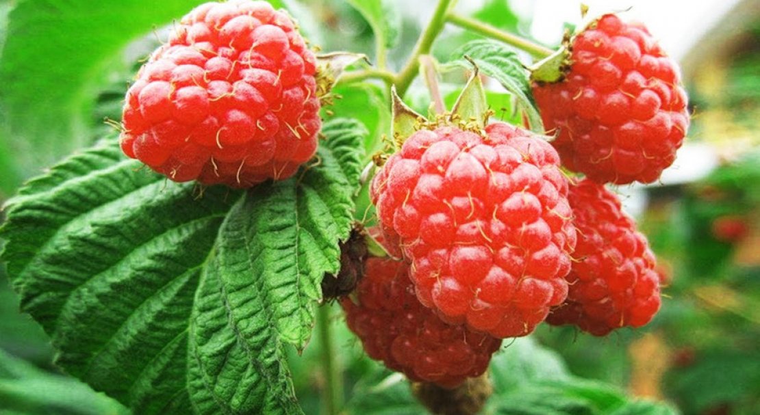 Малина Квелли красн. в коробке Tim 