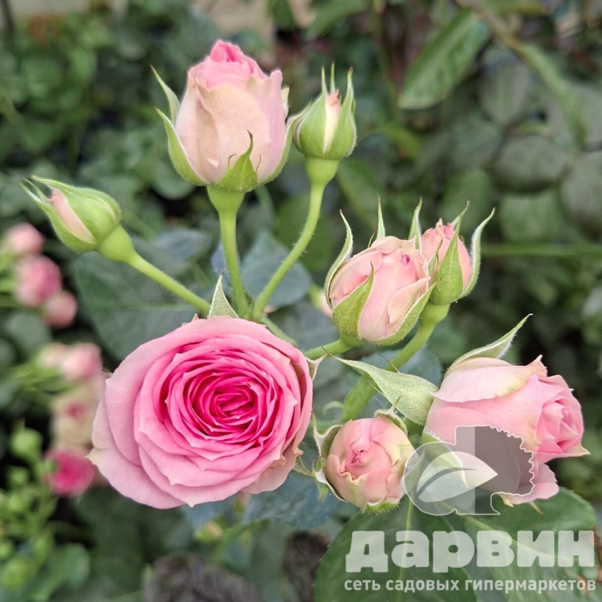 Роза спрей Мими Эдем v5 Lav 