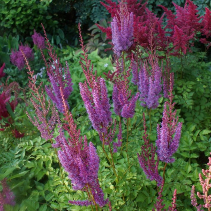 Астильба Ред чарм Tim 