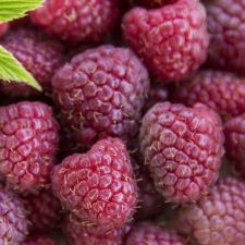 Малина ремонтантная Кремовая ночь красная в коробке Tim 