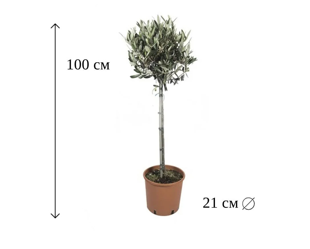 Олива европейская на штамбе d21 h100 