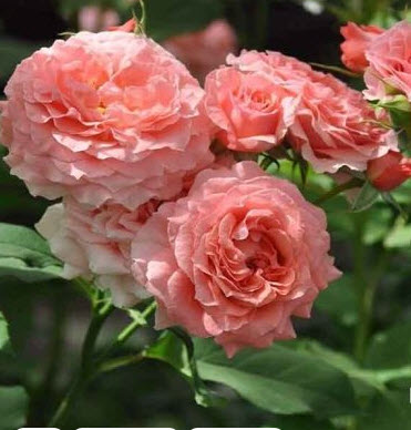 Роза шраб Корал Желе в коробке Биосфера 