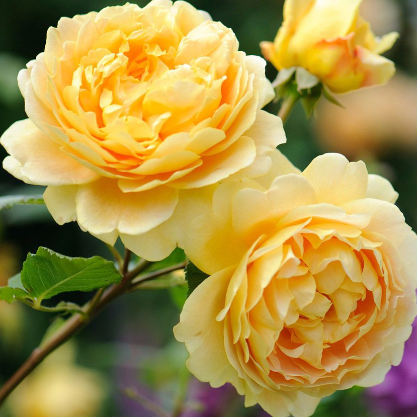 Роза английская Голден Селебрэйшн v6 Tim 