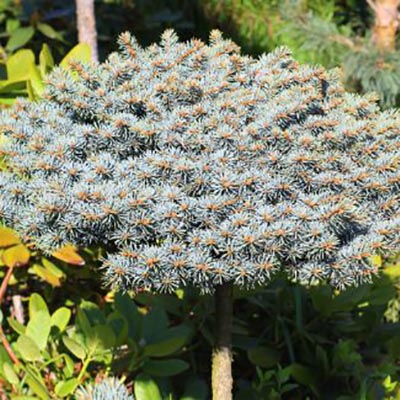 Ель колючая Блаукиссен C7.5 stam 50 cm Sch 