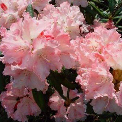 Рододендрон гибридный Лорелей C5 