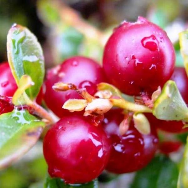 Растение брусника Руно Белявское Р11 