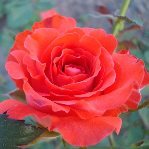 Роза чайно-гибридная Анжелика в коробке ZP 