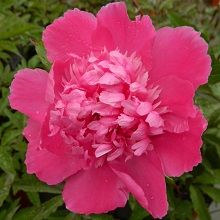 Пион травянистый Эдулис Суперба (в тубе) 