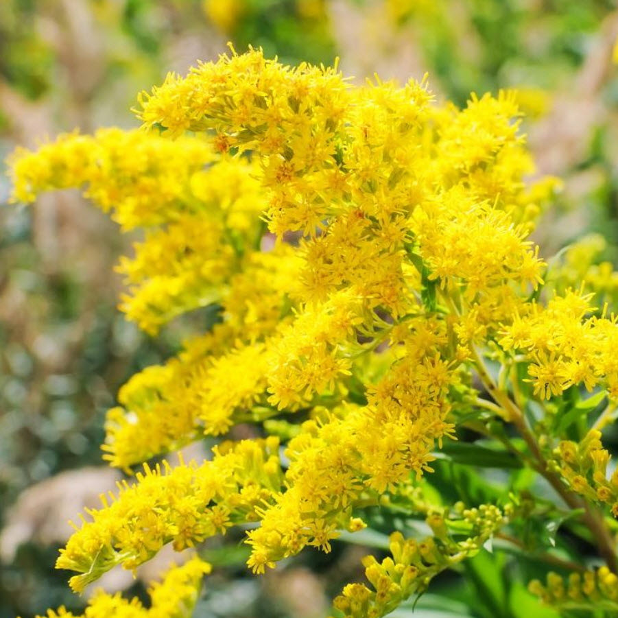 Солидаго p9 Push 