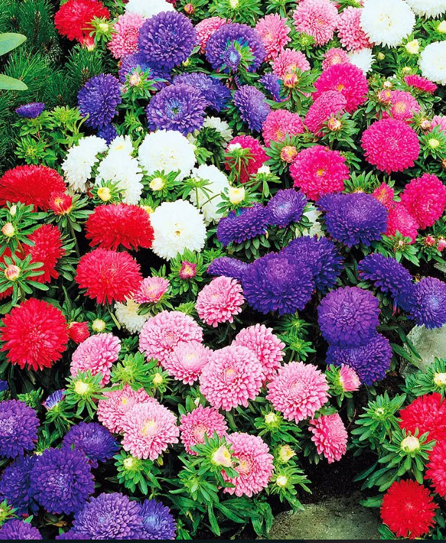 Рассада Астра кассета 6шт Цм 