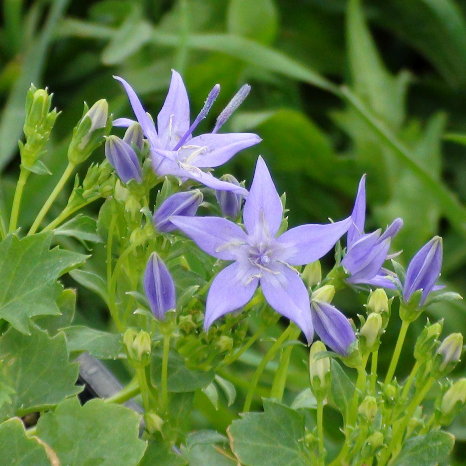 Колокольчик гарганский р9 Sw 