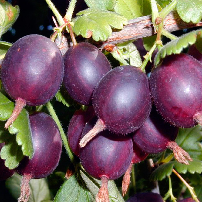 Крыжовник Грушенька красн v5 Tim 