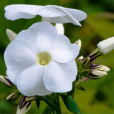 Флокс метельчатый Рембранд  v2 Tim 