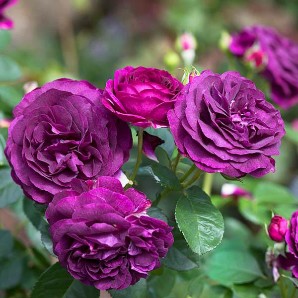 Роза флорибунда Твайлайт в коробке AV 