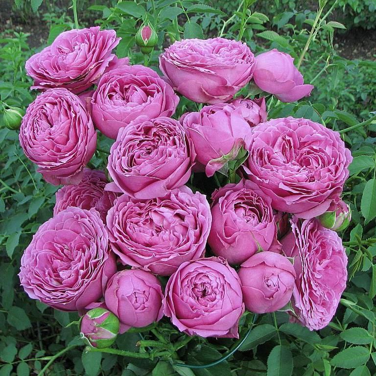 Роза спрей Фрути Бабблс v5 Lav 