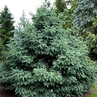 Растение ель койямаи Albospica 60-80 