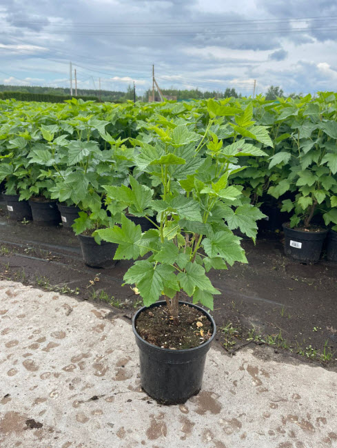 Смородина черная Нара с2-с3  Nik 