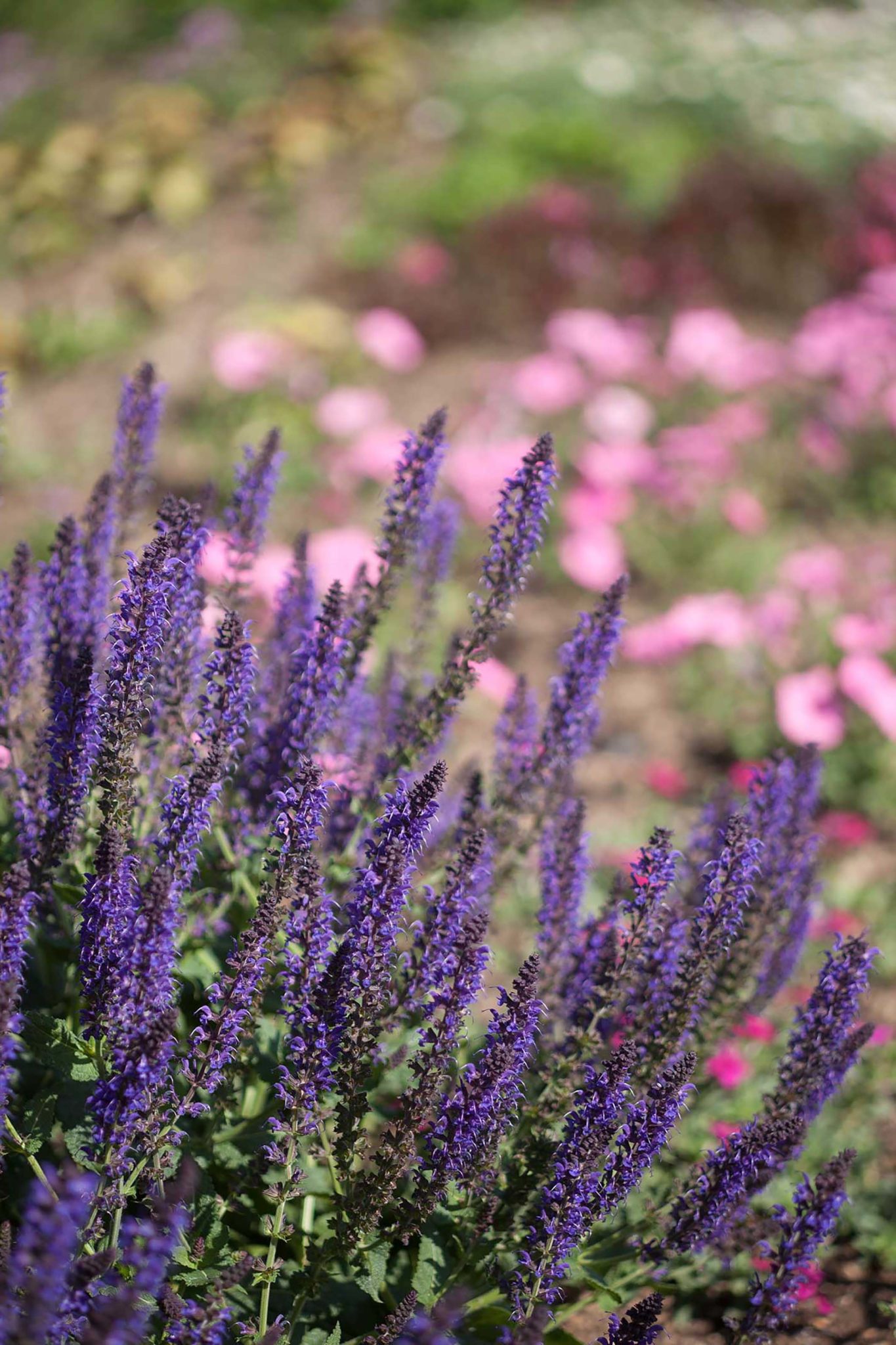 Шалфей p9 Push 