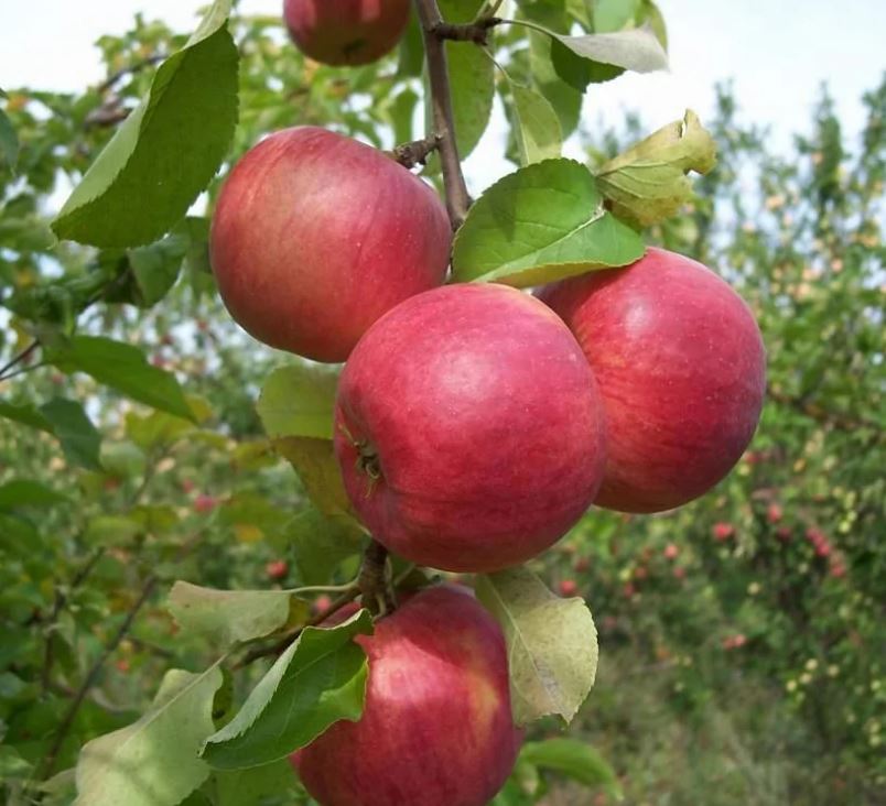 ОсновноеИзображение