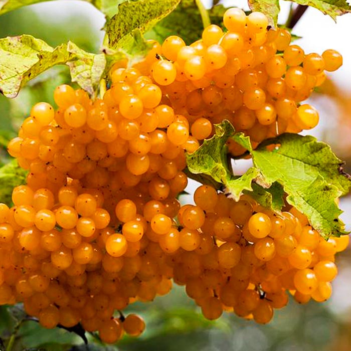 Калина обыкновенная Ксантокарпум v2 20-40 