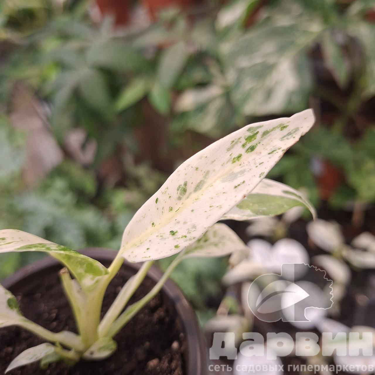 Рафидофора Пуберула вариегата d6 h10 