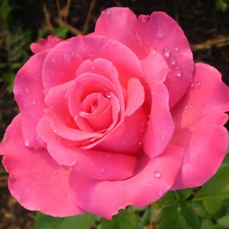 Роза чайно-гибридная Шакира v5 Lav 