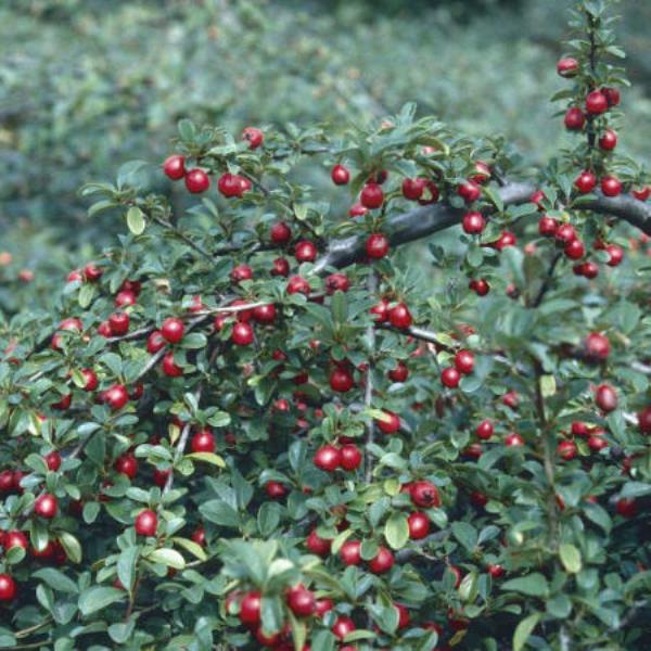 Кизильник даммера Эшхолц с2 Kur 