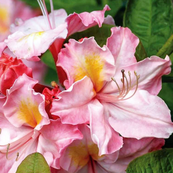 Азалия гибридная Сесиль P9 