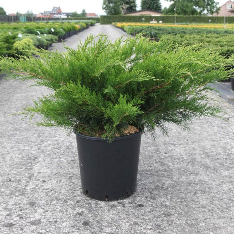 Можжевельник пфитцериана Минт Джулеп v15 50-70 